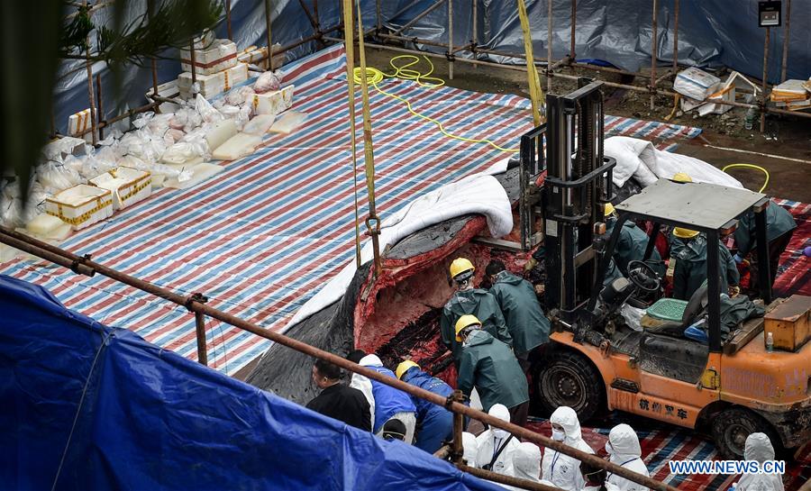 Experts and staff members anatomize a died sperm whale in Huizhou, south China's Guangdong Province, March 16, 2017. Experts found a fetus from the died sperm whale during anatomy. The stranded sperm whale died on Wednesday. (Xinhua/Mao Siqian) Experts and staff members anatomize a died sperm whale in Huizhou, south China's Guangdong Province, March 16, 2017. Experts found a fetus from the died sperm whale during anatomy. The stranded sperm whale died on Wednesday. (Xinhua/Mao Siqian)