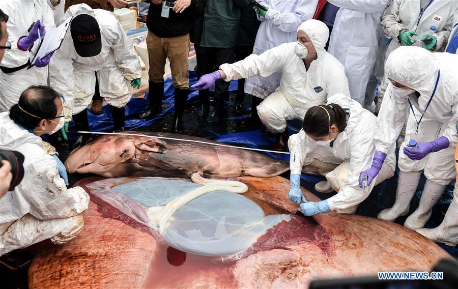 Experts and staff members examine the whale fetus of a died sperm whale in Huizhou, south China's Guangdong Province, March 16, 2017. Experts found a fetus from the died sperm whale during anatomy. The stranded sperm whale died on Wednesday. (Xinhua/Mao Siqian)  