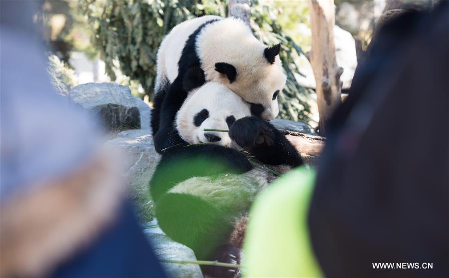 CANADA-TORONTO-TWIN PANDA CUBS