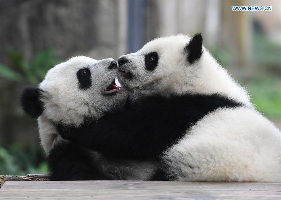 CHINA-CHONGQING-PANDA CUBS-NAMING (CN)