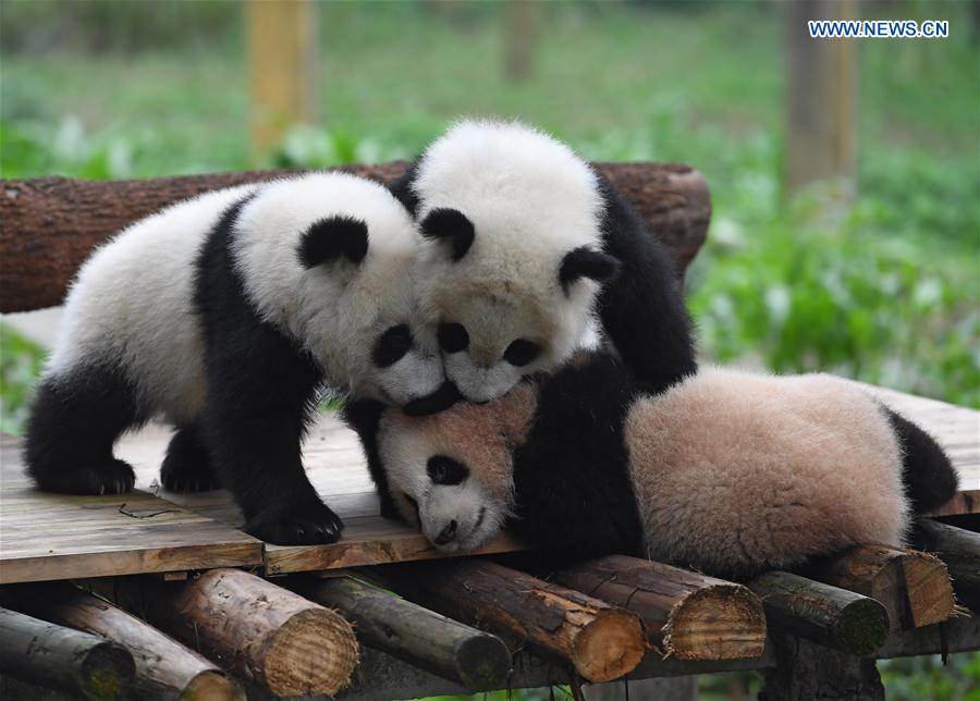 CHINA-CHONGQING-PANDA CUBS-NAMING (CN)