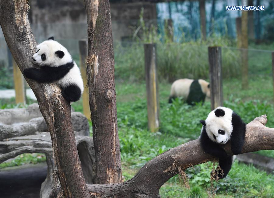 CHINA-CHONGQING-PANDA CUBS-NAMING (CN)