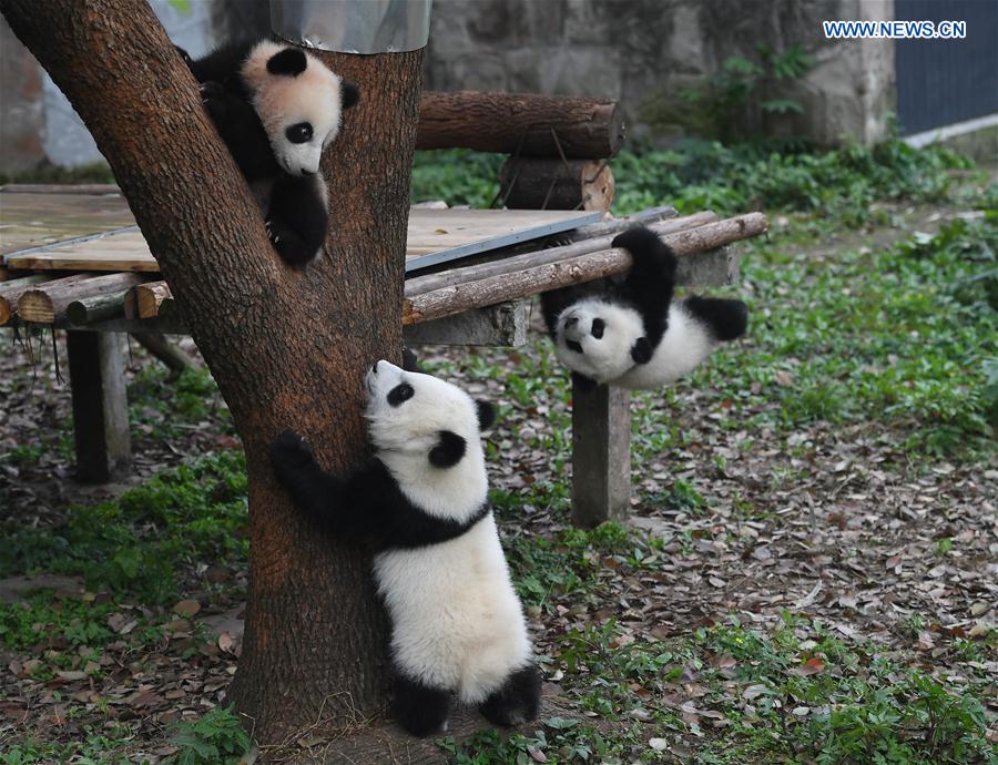 CHINA-CHONGQING-PANDA CUBS-NAMING (CN)
