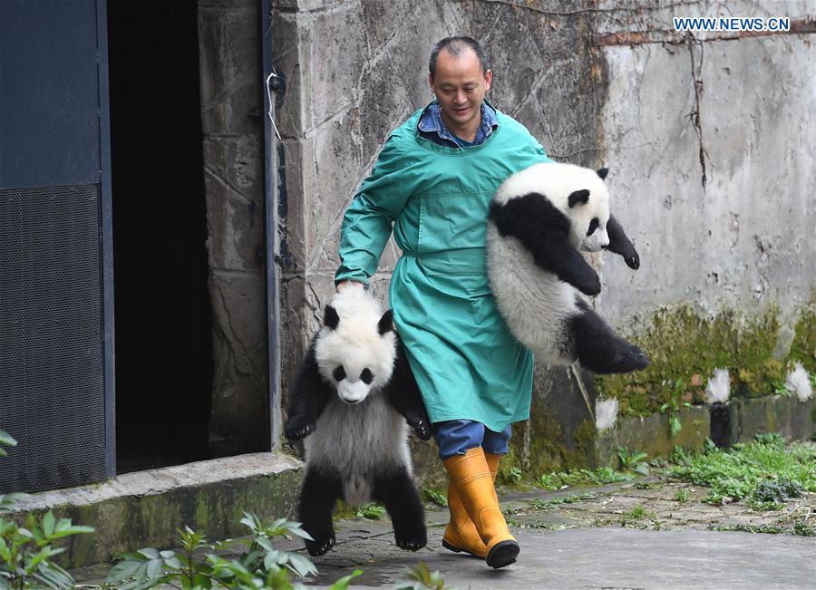 CHINA-CHONGQING-PANDA CUBS-NAMING (CN)