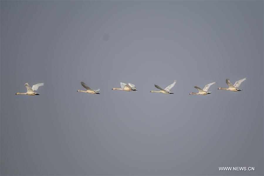 CHINA-LIAONING-MIGRATING BIRDS (CN)