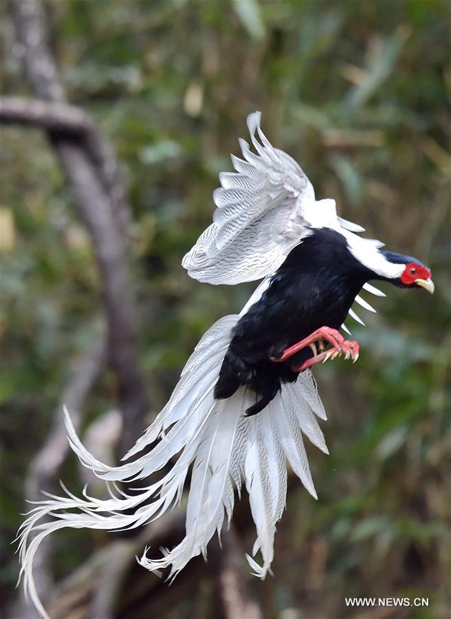 CHINA-FUJIAN-SILVER PHEASANTS (CN)
