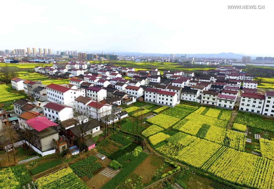 #CHINA-SHAANXI-COLE FLOWERS (CN) 