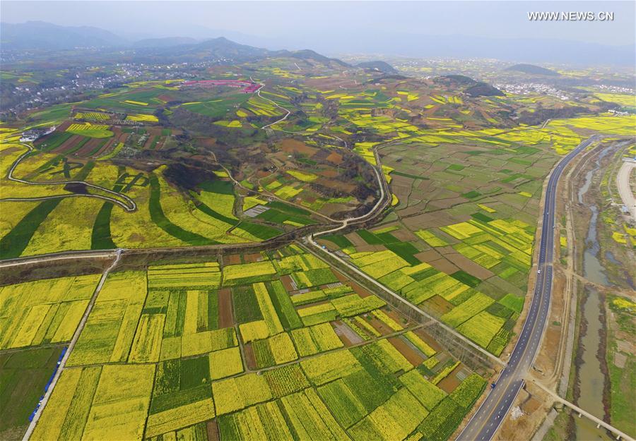 #CHINA-SHAANXI-COLE FLOWERS (CN) 