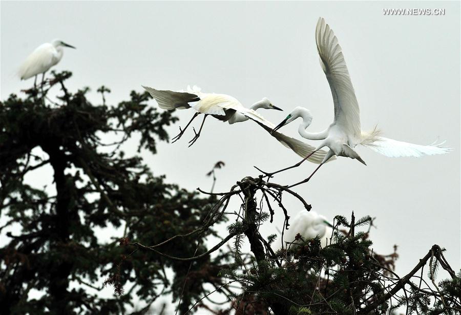 CHINA-JIANGXI-EGRETS (CN)