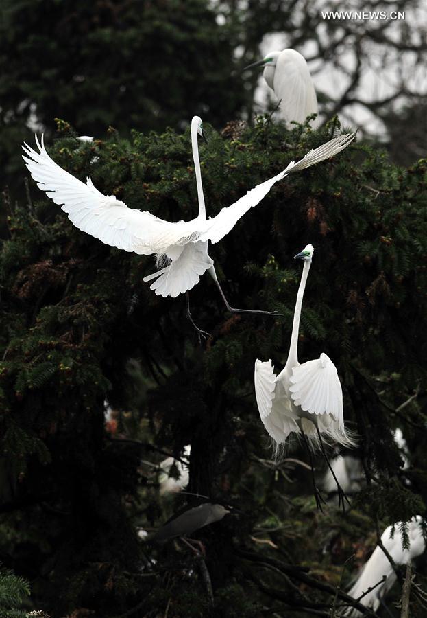 CHINA-JIANGXI-EGRETS (CN)