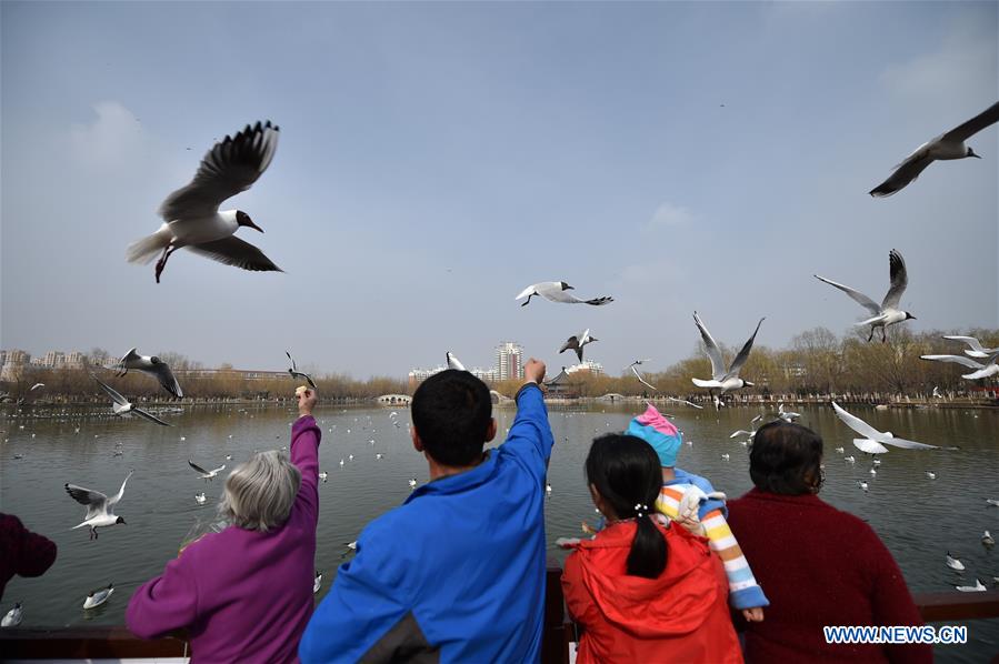 Tourists feed the black-headed gulls by the Yange Lake in Yinchuan, capital of northwest China's Ningxia Hui Autonomous Region, March 20, 2017. (Xinhua/Li Ran) 
