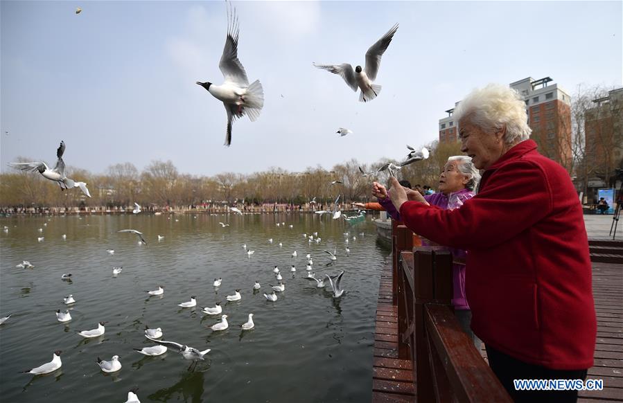 Tourists view the black-headed gulls by the Yange Lake in Yinchuan, capital of northwest China's Ningxia Hui Autonomous Region, March 20, 2017. (Xinhua/Wang Peng) 