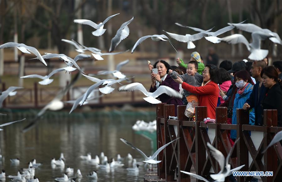 Tourists view the black-headed gulls by the Yange Lake in Yinchuan, capital of northwest China's Ningxia Hui Autonomous Region, March 20, 2017. (Xinhua/Li Ran) 