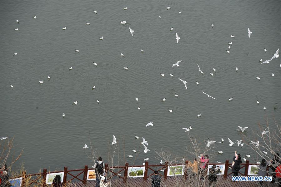 Tourists view the black-headed gulls by the Yange Lake in Yinchuan, capital of northwest China's Ningxia Hui Autonomous Region, March 20, 2017. (Xinhua/Wang Peng) 