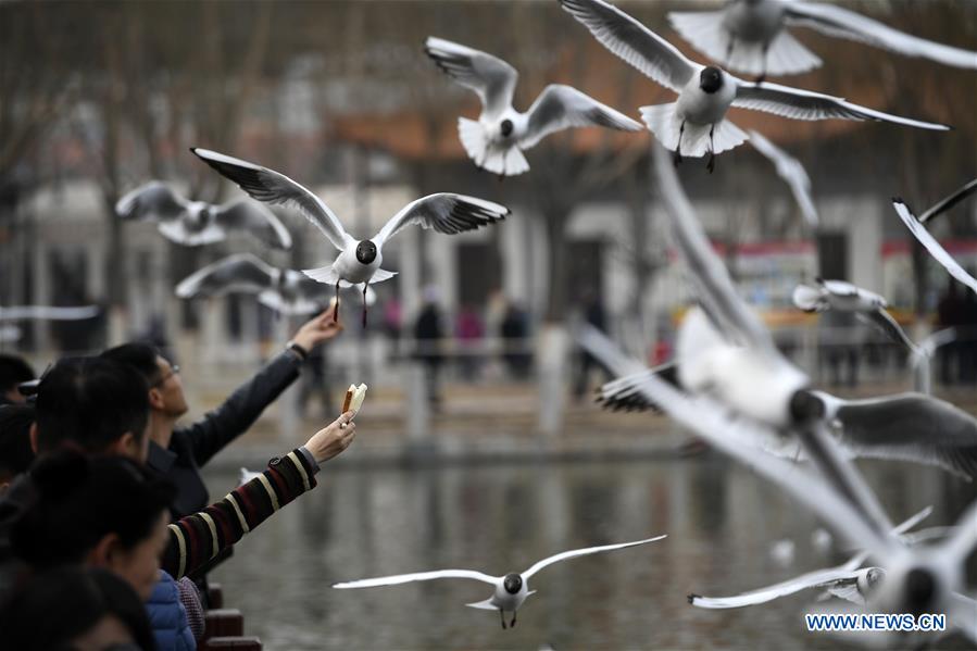 Tourists feed the black-headed gulls by the Yange Lake in Yinchuan, capital of northwest China's Ningxia Hui Autonomous Region, March 20, 2017. (Xinhua/Wang Peng) 