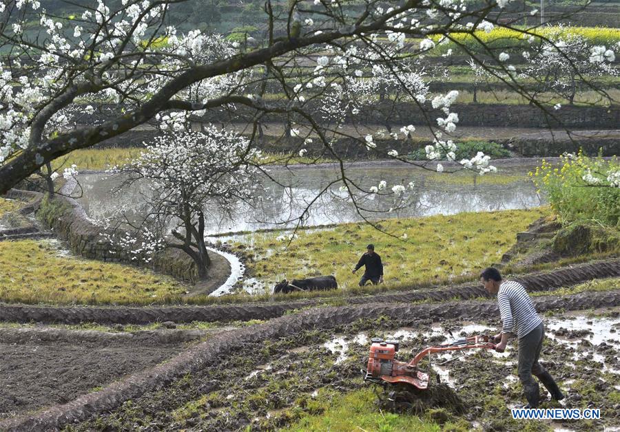 Farmers work in the fields in Damianchang Village of Fengdu County, southwest China's Chongqing, March 20, 2017. (Xinhua/Chen Cheng)  