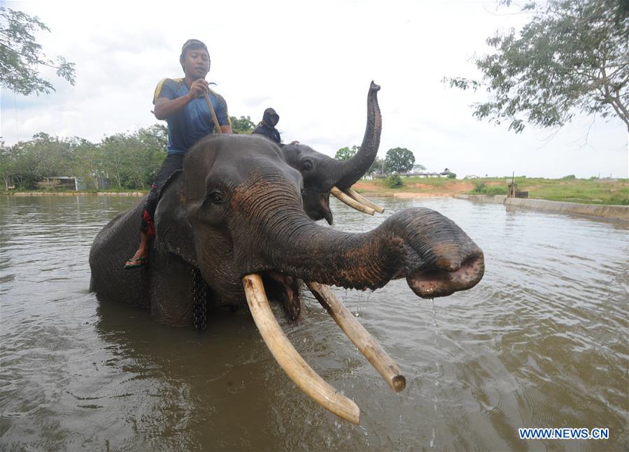 Photo taken on March 20, 2017 shows two mahouts bathing Sumatran elephants in water reservoir at elephant training center in Way Kambas National Park, East Lampung district, Lampung Province, Indonesia. (Xinhua/Agung Kuncahya B.) 