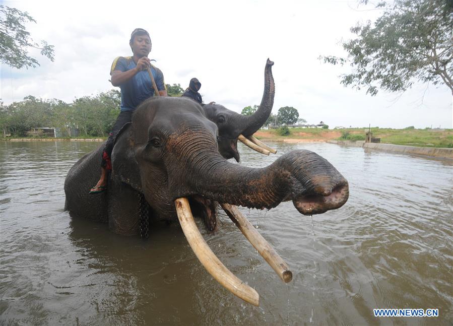 Photo taken on March 20, 2017 shows two mahouts bathing Sumatran elephants in water reservoir at elephant training center in Way Kambas National Park, East Lampung district, Lampung Province, Indonesia. (Xinhua/Agung Kuncahya B.) Photo taken on March 20, 2017 shows two mahouts bathing Sumatran elephants in water reservoir at elephant training center in Way Kambas National Park, East Lampung district, Lampung Province, Indonesia. (Xinhua/Agung Kuncahya B.)