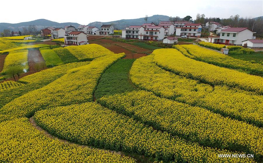Hanzhong holds cole flower festival on March every year. Hanzhong holds cole flower festival on March every year.