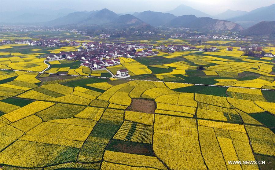 Hanzhong holds cole flower festival on March every year. 