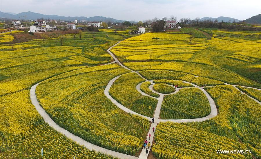 Hanzhong holds cole flower festival on March every year. 