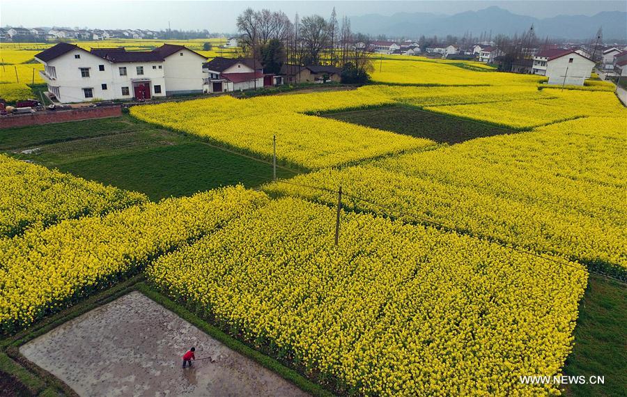 Hanzhong holds cole flower festival on March every year. 