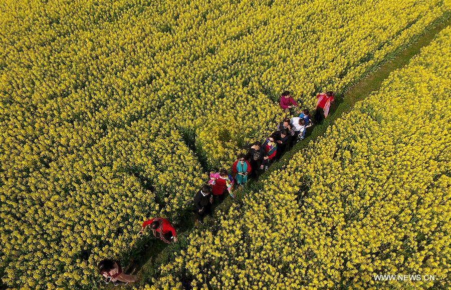 Hanzhong holds cole flower festival on March every year. 