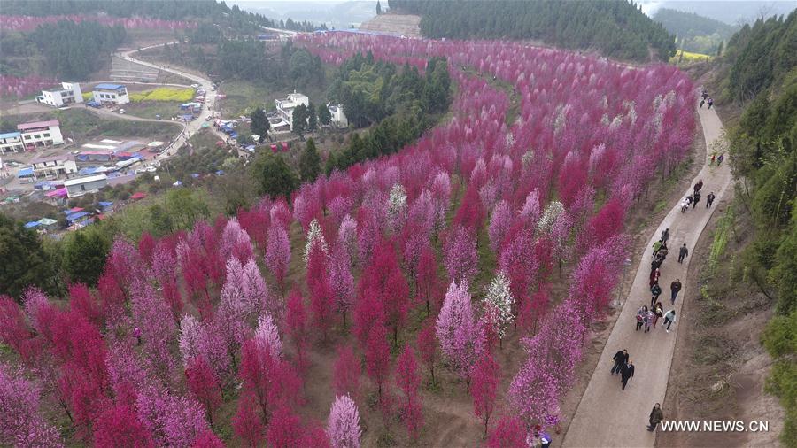Aerial photo taken on March 22, 2017 shows peach blossoms in Hongquan Village of Zhongjiang County, southwest China's Sichuan Province.