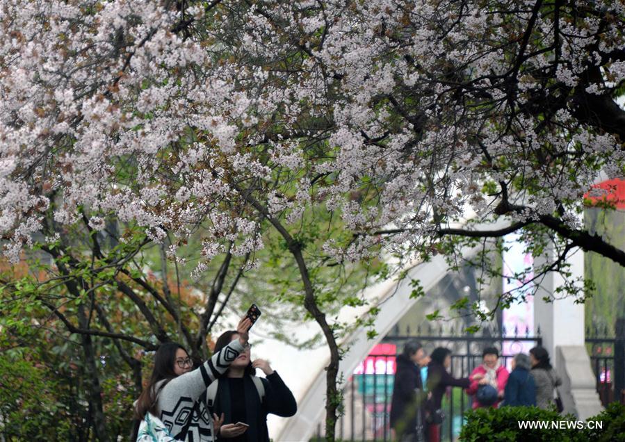 Tourists view cherry blossoms in Wulongtan Park, or Five Dragon Pools Park, in Jinan, capital of east China's Shandong Province, March 24, 2017. (Xinhua/Zhu Zheng) 