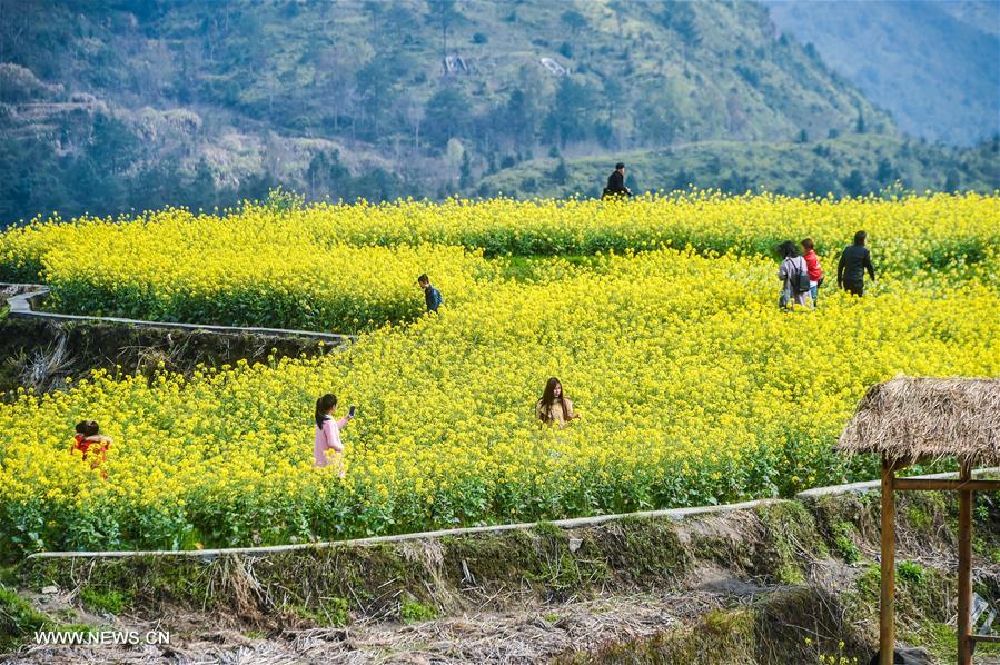 CHINA-ZHEJIANG-COLE FLOWERS-SCENERY (CN)