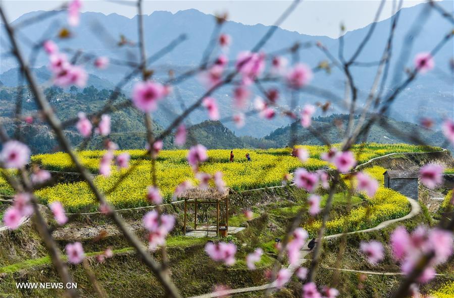 CHINA-ZHEJIANG-COLE FLOWERS-SCENERY (CN)