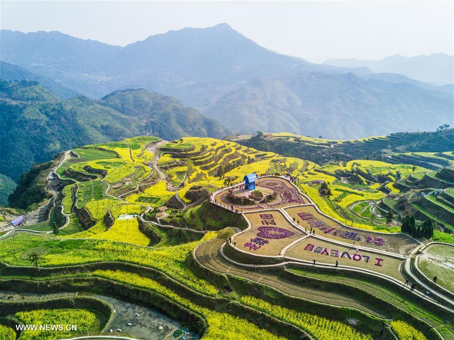 CHINA-ZHEJIANG-COLE FLOWERS-SCENERY (CN)
