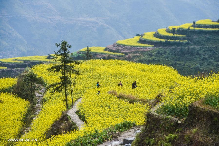CHINA-ZHEJIANG-COLE FLOWERS-SCENERY (CN)