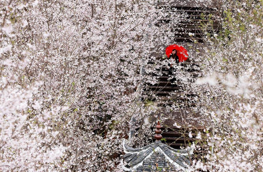 #CHINA-CHERRY BLOSSOMS-SCENERY (CN)