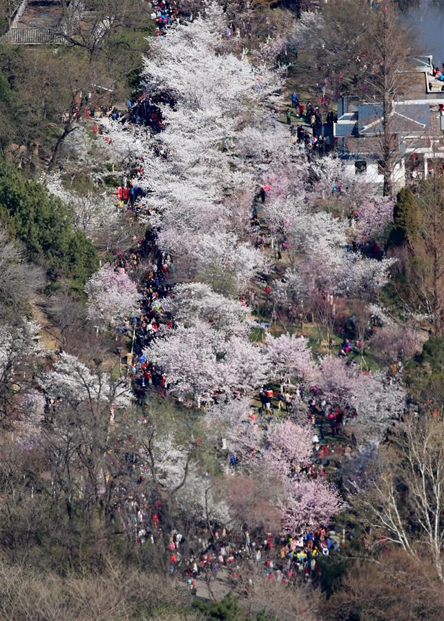 #CHINA-CHERRY BLOSSOMS-SCENERY (CN)