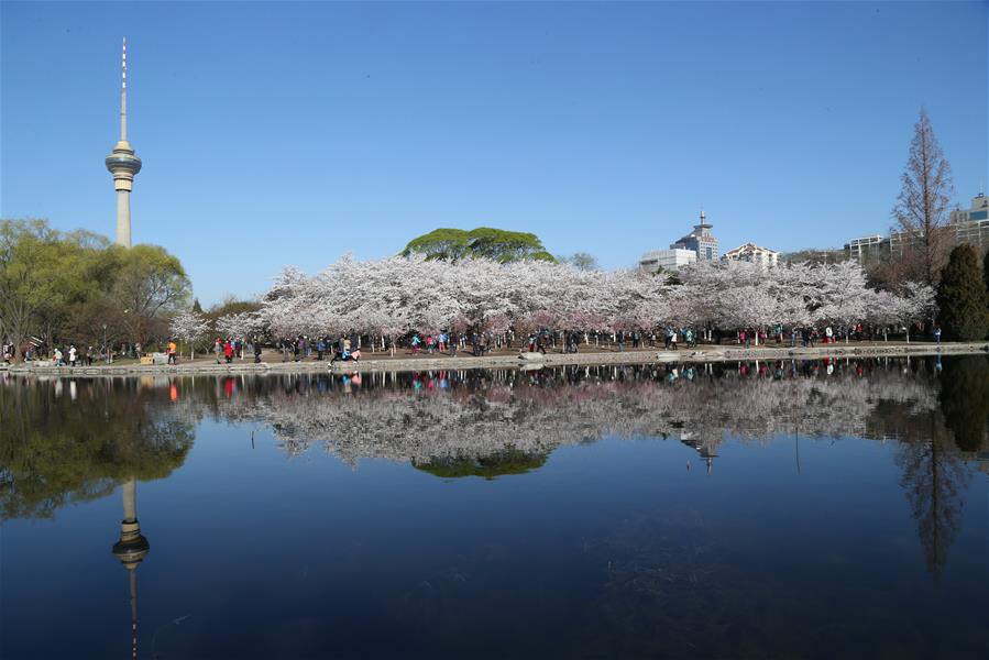 #CHINA-CHERRY BLOSSOMS-SCENERY (CN)