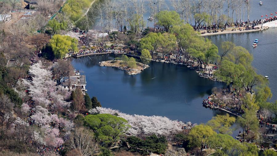 #CHINA-CHERRY BLOSSOMS-SCENERY (CN)