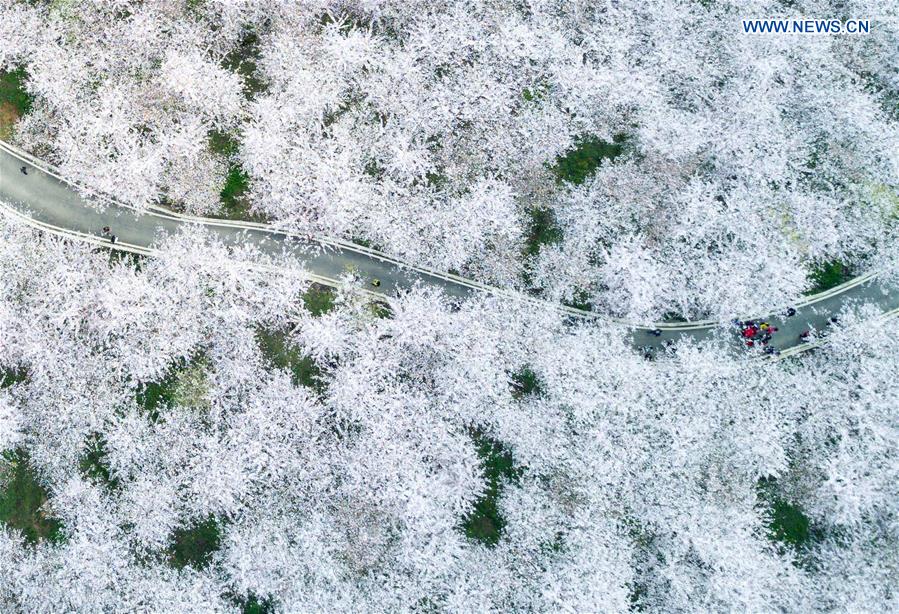 #CHINA-GUIZHOU-CHERRY BLOSSOMS-SCENERY (CN)