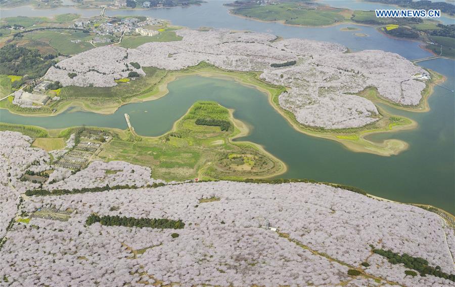 #CHINA-GUIZHOU-CHERRY BLOSSOMS-SCENERY (CN)