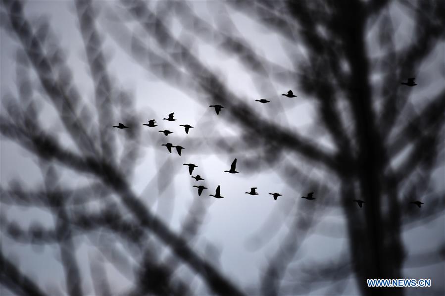 CHINA-HEILONGJIANG-MIGRANT BIRDS (CN)
