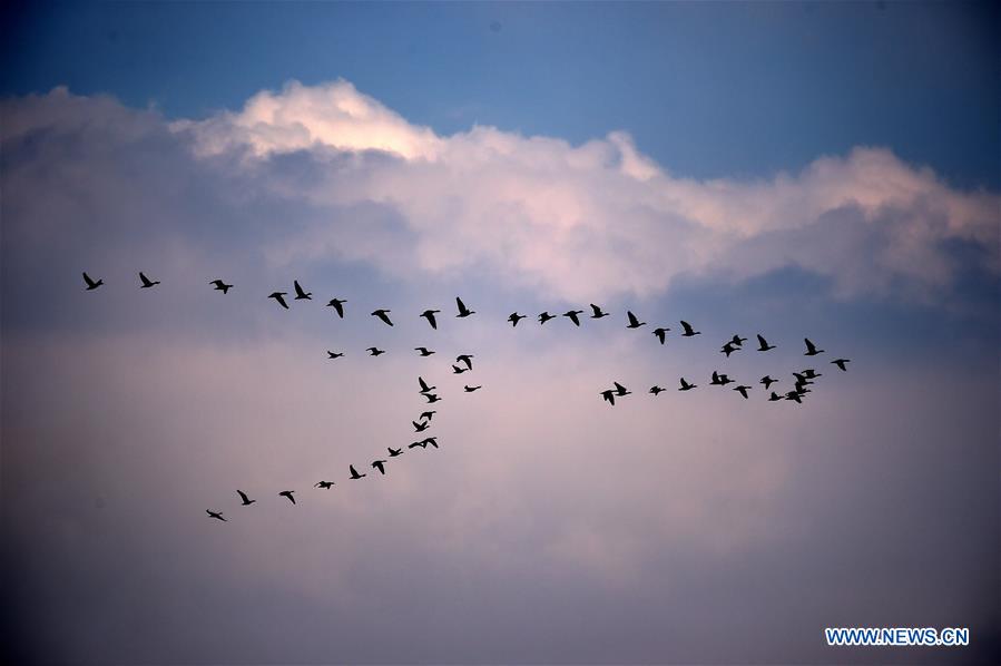 CHINA-HEILONGJIANG-MIGRANT BIRDS (CN)