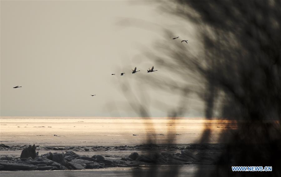 CHINA-HEILONGJIANG-MIGRANT BIRDS (CN)