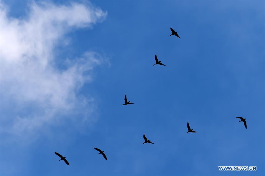 CHINA-HEILONGJIANG-MIGRANT BIRDS (CN)