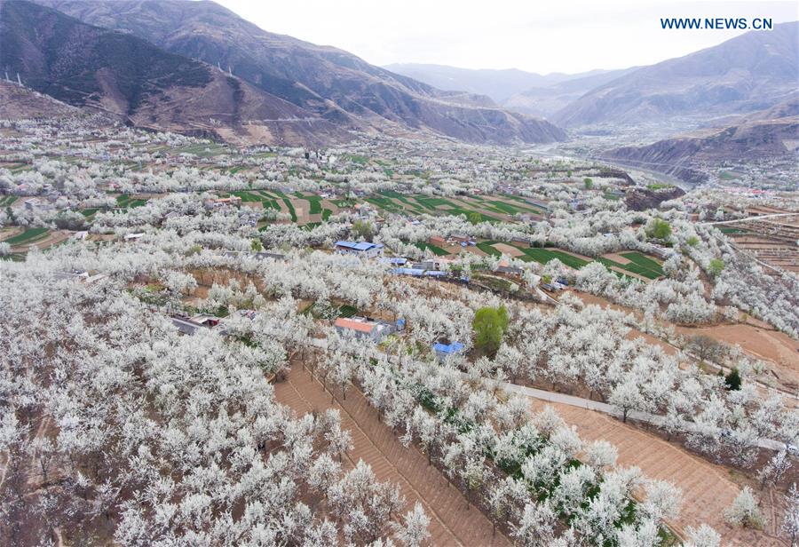 CHINA-JINCHUAN-PEAR FLOWER(CN)