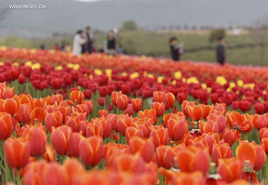 #CHINA-CHAOHU-TULIPS (CN)