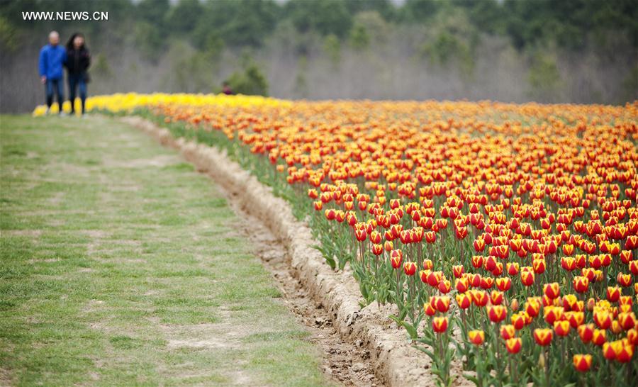 #CHINA-CHAOHU-TULIPS (CN)