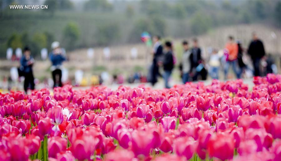 #CHINA-CHAOHU-TULIPS (CN)