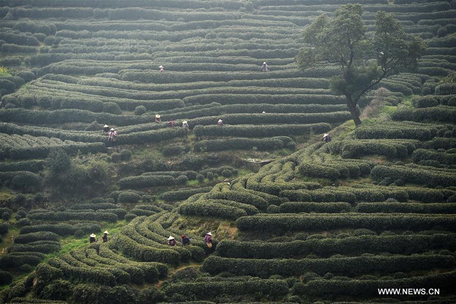 CHINA-ZHEJIANG-WEST LAKE LONGJING TEA-HARVEST (CN)