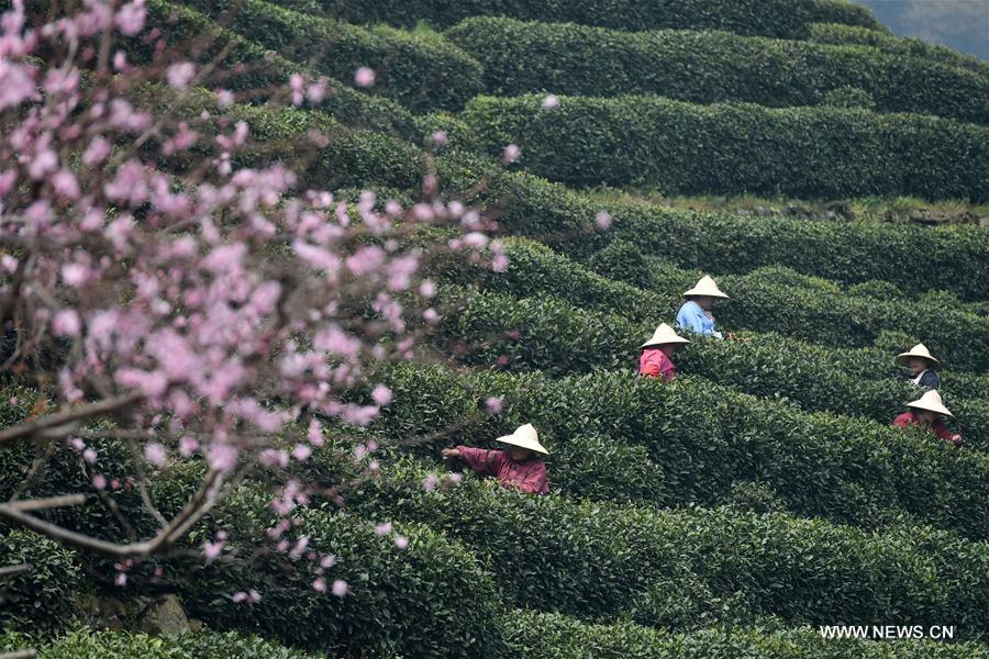 CHINA-ZHEJIANG-WEST LAKE LONGJING TEA-HARVEST (CN)