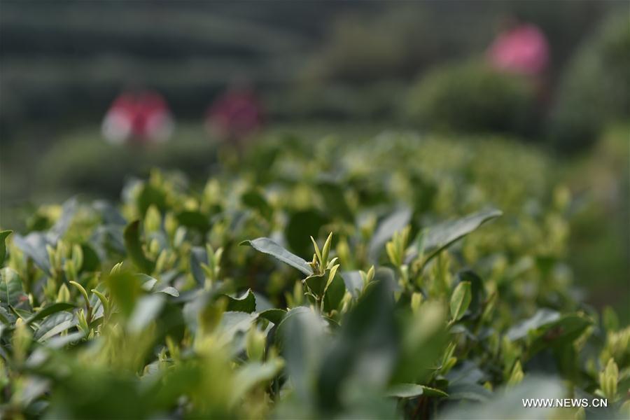 CHINA-ZHEJIANG-WEST LAKE LONGJING TEA-HARVEST (CN)